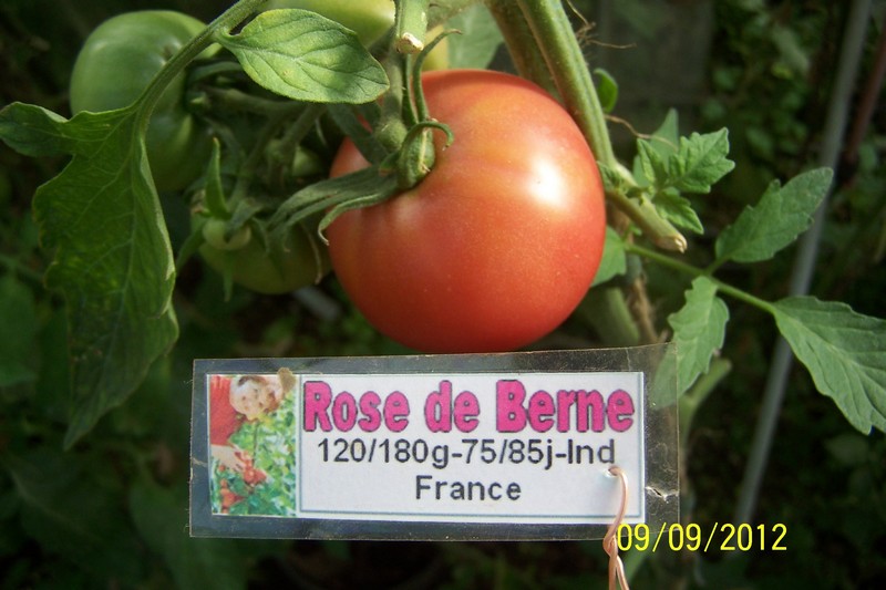 rose-de-berne-3b809e3.jpg